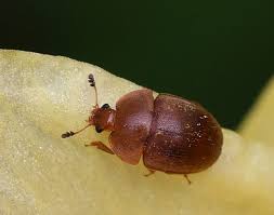 Attēlu rezultāti vaicājumam “Cychramus luteus”