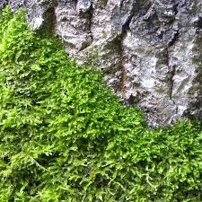 Attēlu rezultāti vaicājumam “Sciuro-hypnum populeum”