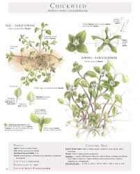 Attēlu rezultāti vaicājumam “Stellaria longifolia leaf”