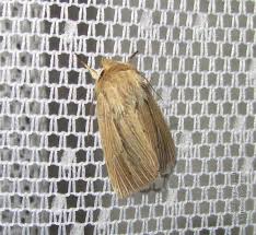 Attēlu rezultāti vaicājumam “Mythimna impura”