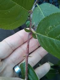 Attēlu rezultāti vaicājumam “Aronia melanocarpa bud”