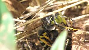 Attēlu rezultāti vaicājumam “Bembix rostrata”