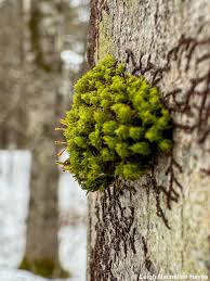 Attēlu rezultāti vaicājumam “Acrocarpous mosses”