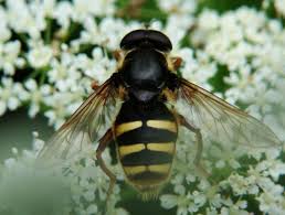 Attēlu rezultāti vaicājumam “Sericomyia lappona”
