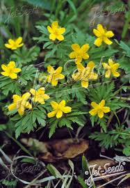 Attēlu rezultāti vaicājumam “Anemone ranunculoides flower”