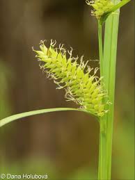 Attēlu rezultāti vaicājumam “Carex vesicaria”