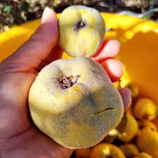 Attēlu rezultāti vaicājumam “Cydonia oblonga fruit”