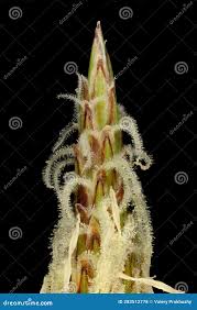 Attēlu rezultāti vaicājumam “Eleocharis palustris flower”