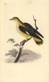 Attēlu rezultāti vaicājumam “Oriolus oriolus female”