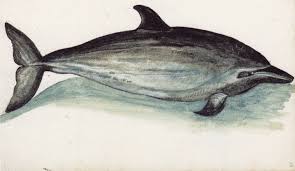 Image result for Stenella coeruleoalba