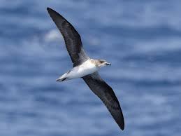 Image result for Pterodroma feae