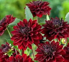 Image result for Dahlia x pinnata `Redskin`