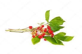 Attēlu rezultāti vaicājumam “Rubus saxatilis fruit”