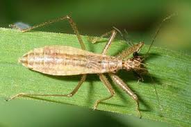 Attēlu rezultāti vaicājumam “Nabis limbatus”