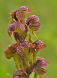Attēlu rezultāti vaicājumam “Coeloglossum viride flower”