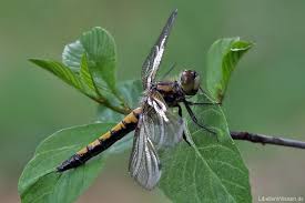 Attēlu rezultāti vaicājumam “Leucorrhinia pectoralis female”