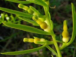 Attēlu rezultāti vaicājumam “Thesium alpinum”