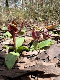 Attēlu rezultāti vaicājumam “Herminium monorchis fruit”