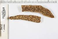 Attēlu rezultāti vaicājumam “Antrodia malicola”