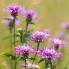 Image result for Flockenblume