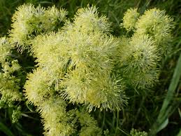 Attēlu rezultāti vaicājumam “Thalictrum flavum bud”