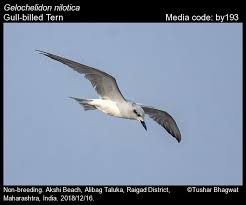 Image result for Gelochelidon nilotica