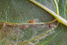 Attēlu rezultāti vaicājumam “Phytomyza ranunculi”