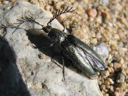 Attēlu rezultāti vaicājumam “Ctenicera pectinicornis male”