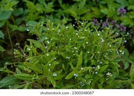 Attēlu rezultāti vaicājumam “Myosotis sparsiflora flower”