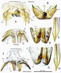 Attēlu rezultāti vaicājumam “Stenotus binotatus male”