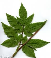 Attēlu rezultāti vaicājumam “Chaerophyllum aromaticum”