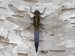 Attēlu rezultāti vaicājumam “Orthetrum cancellatum”