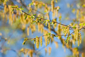 Attēlu rezultāti vaicājumam “Carpinus betulus male flower”