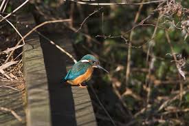 Attēlu rezultāti vaicājumam “Alcedo atthis”