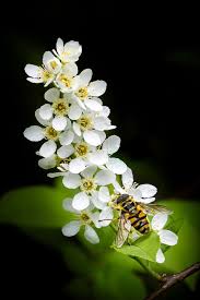 Image result for Rosengewächse