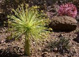 Attēlu rezultāti vaicājumam “Amarillidaceae”