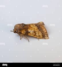 Attēlu rezultāti vaicājumam “Gortyna flavago”