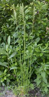 Attēlu rezultāti vaicājumam “Elytrigia repens subsp. arenosa”