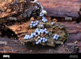 Attēlu rezultāti vaicājumam “Cribraria argillacea macro”