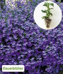 Image result for Lobelien