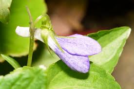 Attēlu rezultāti vaicājumam “Viola riviniana”