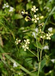 Attēlu rezultāti vaicājumam “Raphanus raphanistrum”