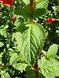 Image result for Alonsoa liniflora