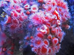 ผลการค้นหารูปภาพสำหรับ strawberry anemone