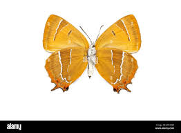 Attēlu rezultāti vaicājumam “Thecla betulae female”