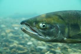 Image result for Oncorhynchus keta