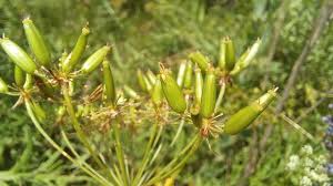 Image result for Chaerophyllum aureum