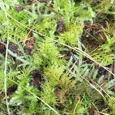 Attēlu rezultāti vaicājumam “Thuidium recognitum”