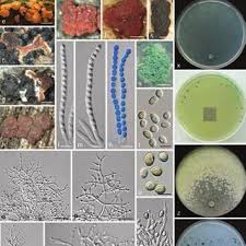 Attēlu rezultāti vaicājumam “Anthostoma decipiens”