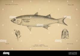 Image result for Chelon tricuspidens